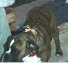 Stella with a red sequined bow tie collar for Christmas