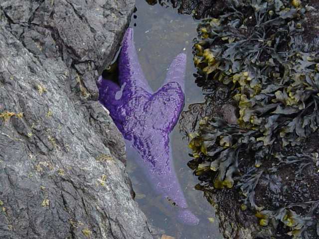 purple starfish!