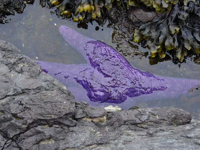 purple starfish!