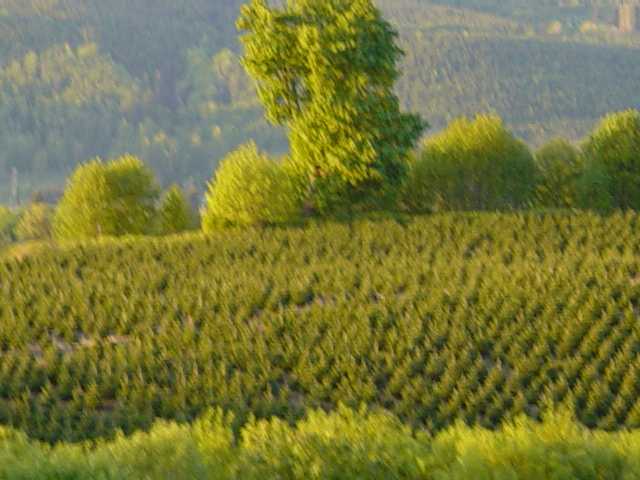A Christmas Tree Farm