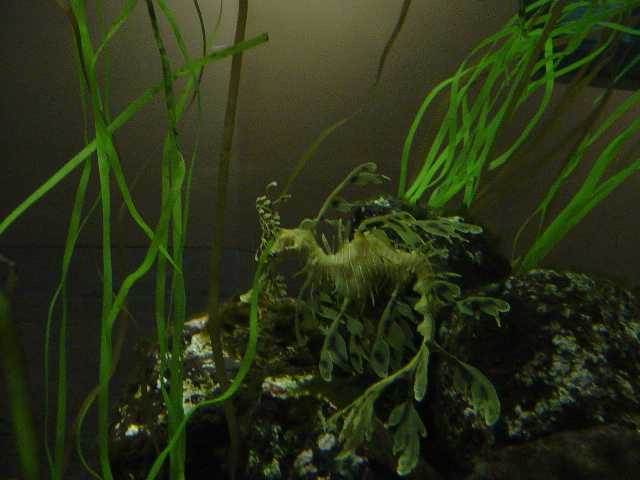 seadragon