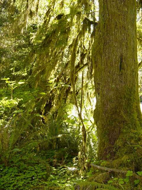 Quinault Rainforest