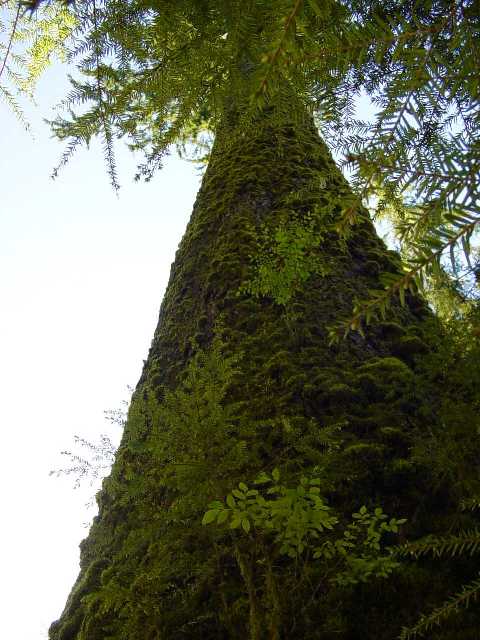 Quinault