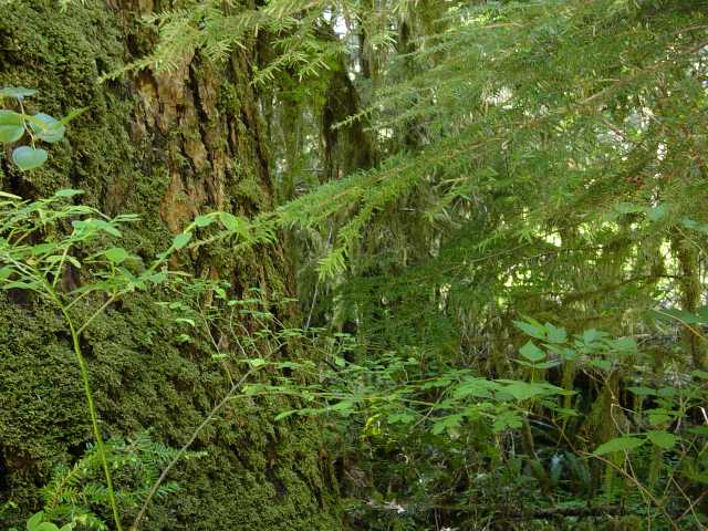 greenery