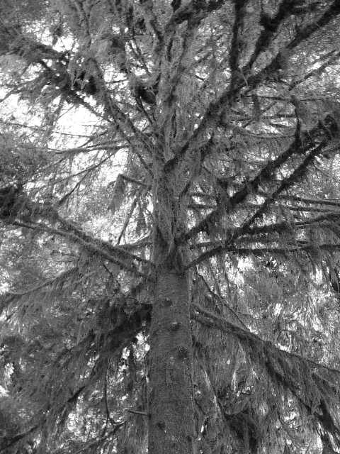 art tree