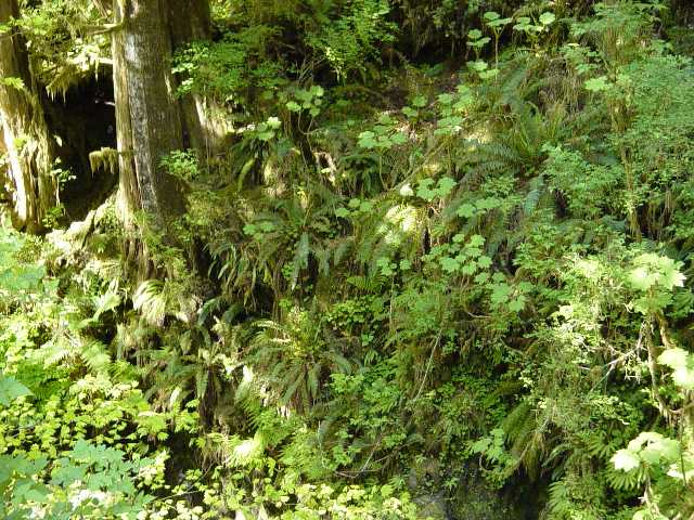 rainforest