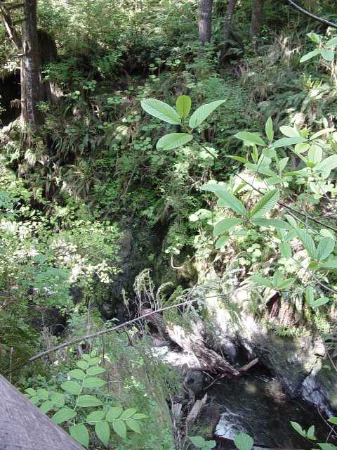 Quinault rainforest