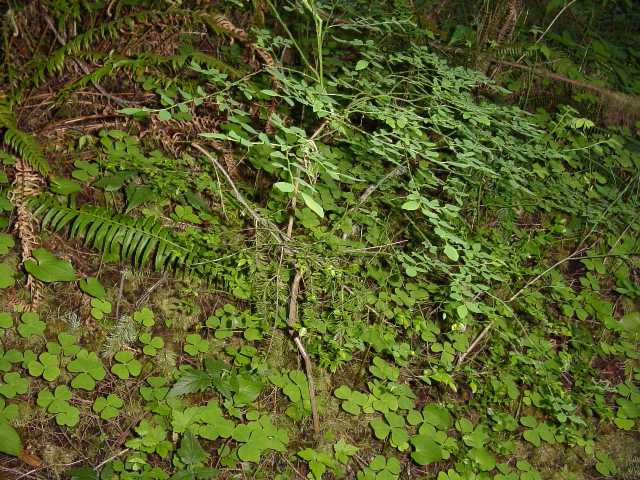 undergrowth