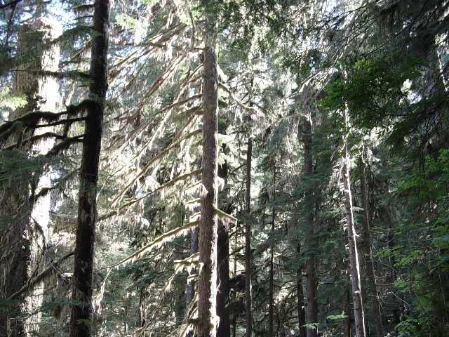 rainforest