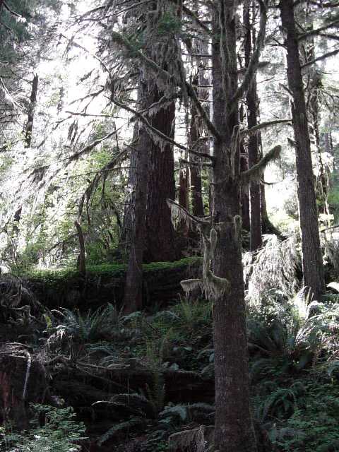 rainforest