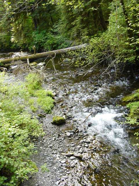 rainforest