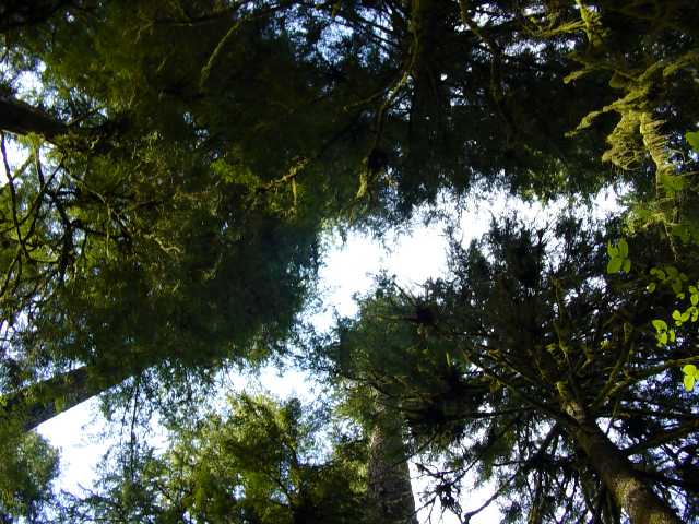 treetops