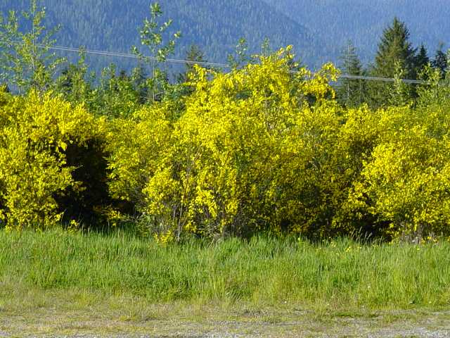 yellow flowers