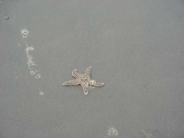 starfish