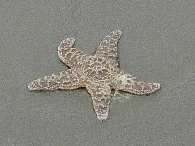 starfish2