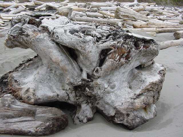 driftwood