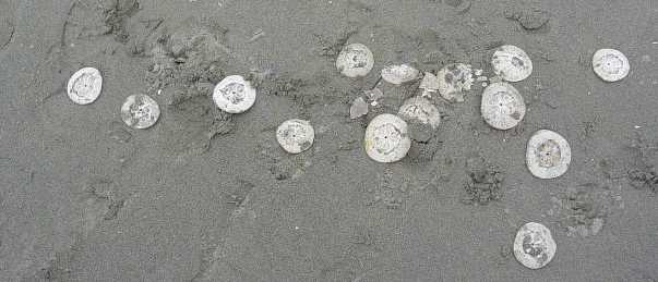 sandollars