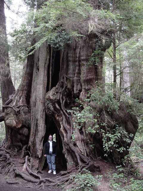 jena and cedar