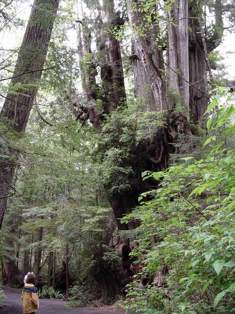big cedar