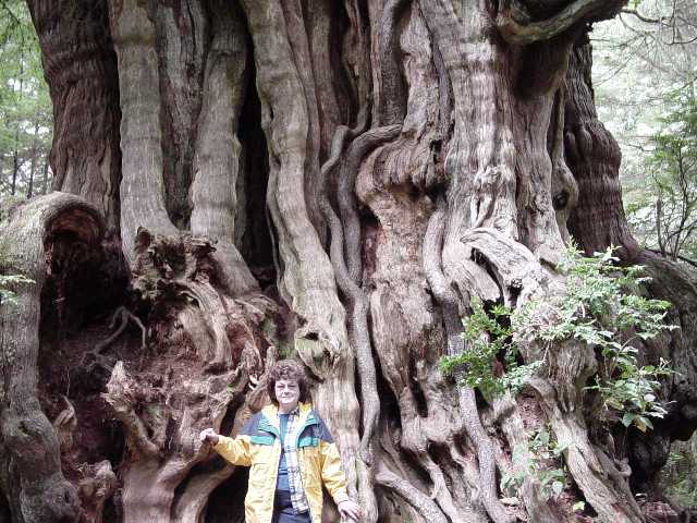 mom and the cedar