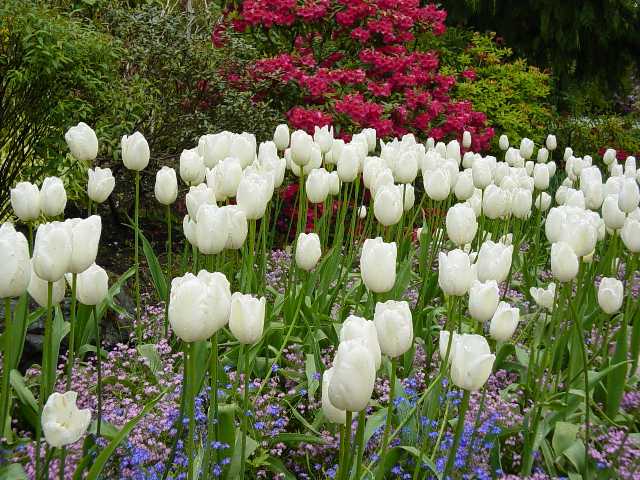 white tulips