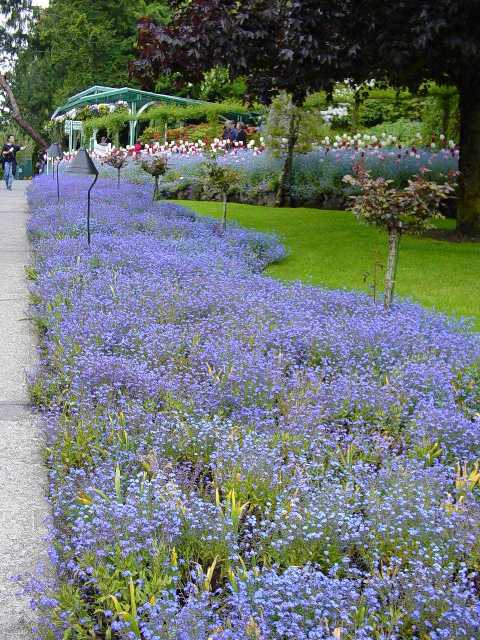 blue flowers