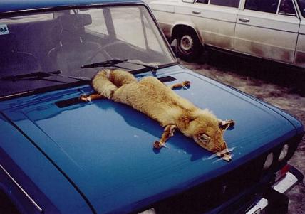 Fox on Car