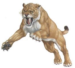 Cougar