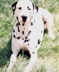 Domino