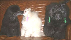 Zorro, Rino and Buster
