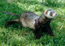 This is Bandit.  I had three ferrets... Buster, Butch, and Bandit.