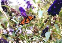 I took this the Summer of 98. There were 3 butterflies, but only one would pose for a photo shoot...