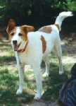 Sparky!