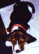 Lucy as a puppy