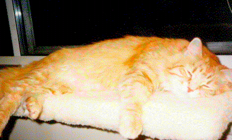 Lazy Hazel