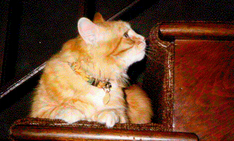 Hazel in the hallway