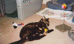 Patches-tn.gif (8060 bytes)