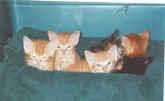 Foster kittens