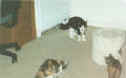 Bandit playing