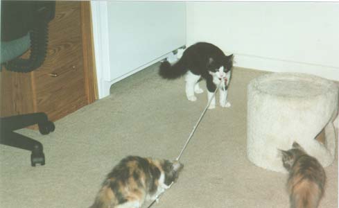 kittens.JPG (14063 bytes)