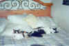 Bandit and Mask sleeping