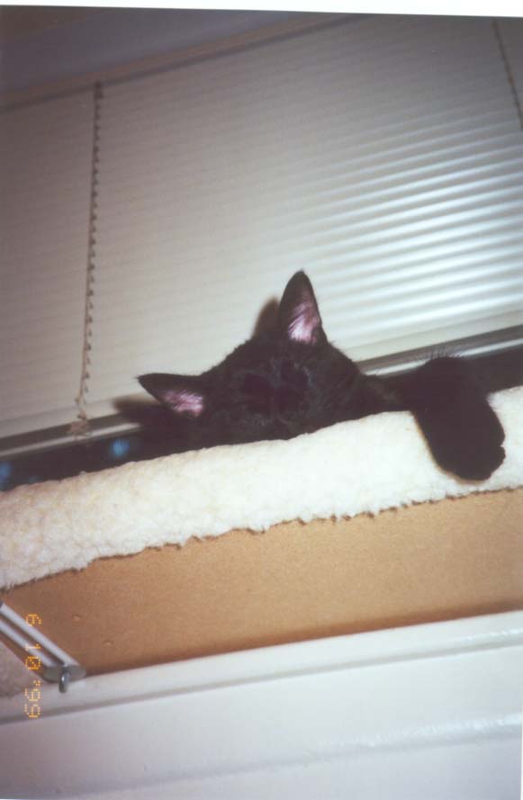 midnightsleep.JPG (31866 bytes)