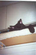 Sleeping Midnight