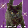 My World of Cats