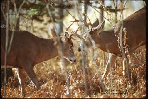 buck