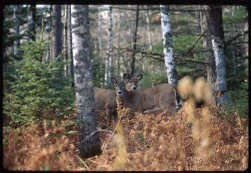 deerdoe