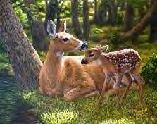 deerwfawn