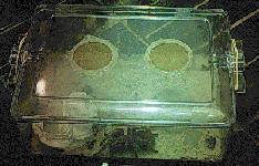 recommended insect cage