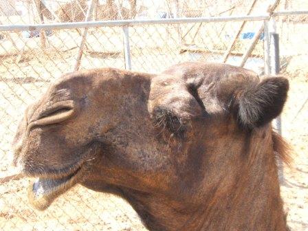 closeup of a camel