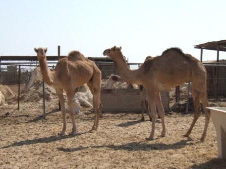 camels